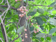 Cordia dichotoma