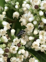 Stomorhina subapicalis