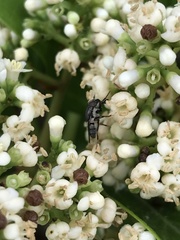 Stomorhina subapicalis