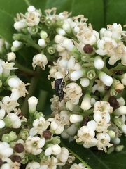 Stomorhina subapicalis