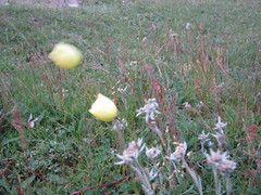Papaver radicatum