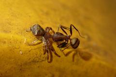 Strigoplus guizhouensis