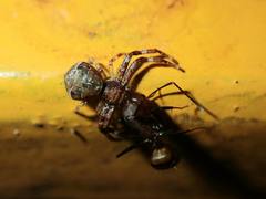 Strigoplus guizhouensis