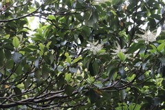 Quintinia sieberi