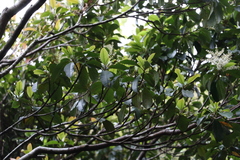 Quintinia sieberi