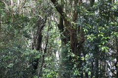 Quintinia sieberi