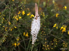 Bulbinella eburniflora