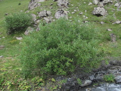 Salix pseudomedemii