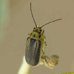 Trirhabda geminata