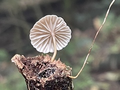 Marasmiellus dendroegrus
