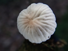 Marasmiellus dendroegrus