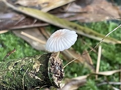 Marasmiellus dendroegrus