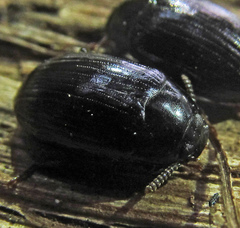 Platydema violacea