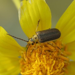 Trirhabda geminata