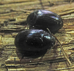 Platydema violacea