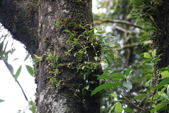 Liparis coelogynoides