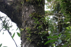 Liparis coelogynoides