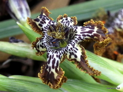Ferraria crispa