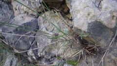 Poa glauca