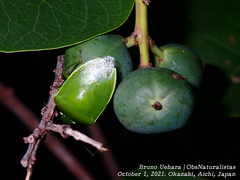 Glaucias subpunctatus