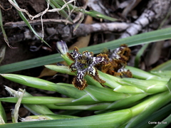 Ferraria crispa