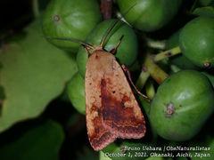 Diarsia deparca
