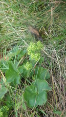 Alchemilla wichurae