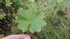 Alchemilla wichurae