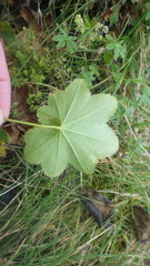 Alchemilla wichurae
