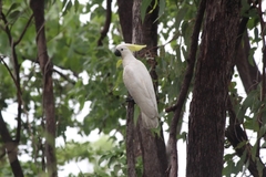 Cacatua galerita fitzroyi