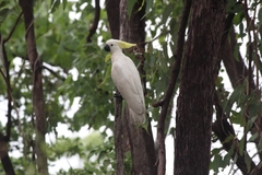 Cacatua galerita fitzroyi