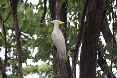 Cacatua galerita fitzroyi