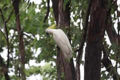 Cacatua galerita fitzroyi