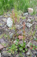 Rumex acetosa pseudoxyria