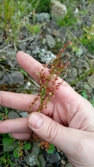Rumex acetosa pseudoxyria