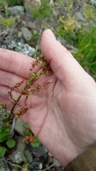 Rumex acetosa pseudoxyria
