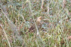 Anthus godlewskii