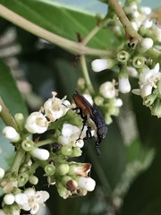 Stomorhina xanthogaster