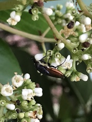 Stomorhina xanthogaster