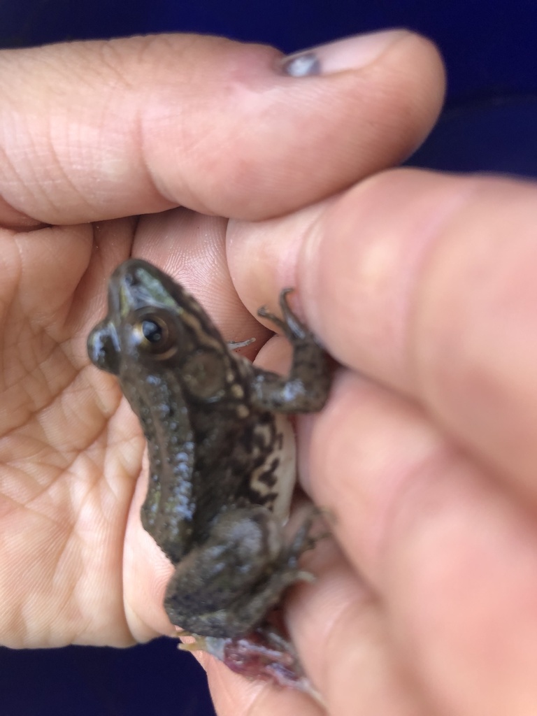 Green Frog from WoodwardClaypool Rd, Morrow, OH, US on September 30