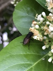 Stomorhina xanthogaster