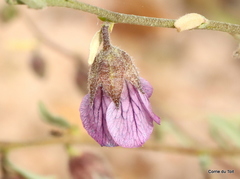 Hermannia trifurca