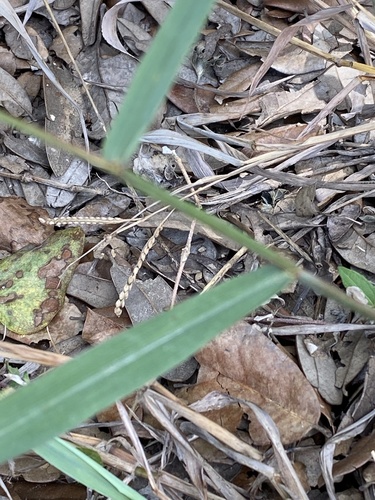 Paspalum pubiflorum observed 2021-09-30