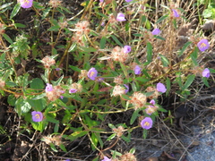 Osbeckia
