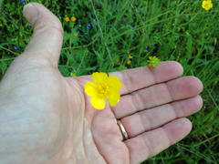Potentilla drummondii