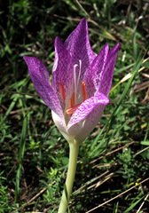 Colchicum bivonae