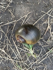 Pomacea paludosa