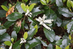 Quintinia sieberi