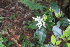 Quintinia sieberi