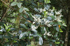 Quintinia sieberi